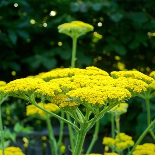 Duizendblad Cloth of Gold - Achillea