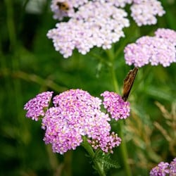 Duizendblad Lilac Beauty - Achillea millefolium