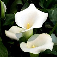 Aronskelk Wit - Calla