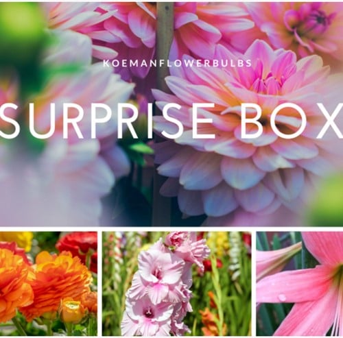 Zomer Bloembollen Surprise pack 2