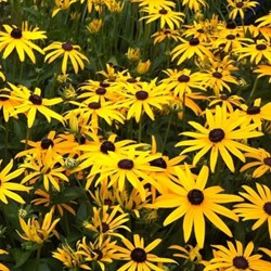 Zonnehoed Goldsturm - Rudbeckia fulgida