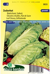 Bladcichorei / Chicorée Zuckerhut selbstschließend